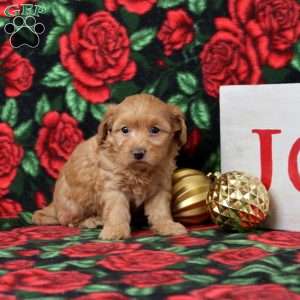 Kennidy, Morkie-Poo Puppy